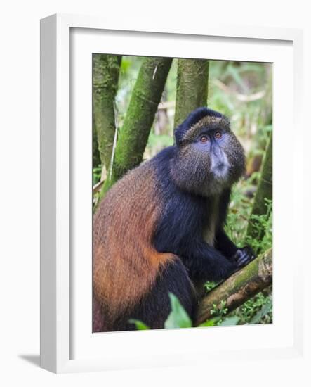 Golden Monkey, Cercopithecus Mitis Kandti, in the bamboo forest, Parc National des Volcans, Rwanda-Keren Su-Framed Photographic Print