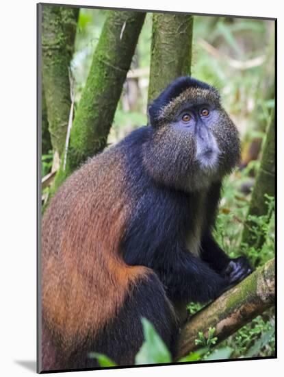 Golden Monkey, Cercopithecus Mitis Kandti, in the bamboo forest, Parc National des Volcans, Rwanda-Keren Su-Mounted Photographic Print