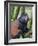 Golden Monkey, Cercopithecus Mitis Kandti, in the bamboo forest, Parc National des Volcans, Rwanda-Keren Su-Framed Photographic Print