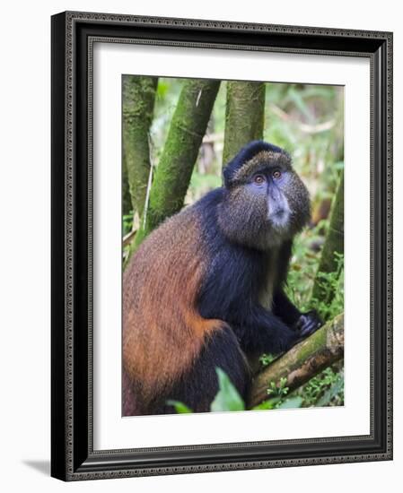 Golden Monkey, Cercopithecus Mitis Kandti, in the bamboo forest, Parc National des Volcans, Rwanda-Keren Su-Framed Photographic Print