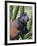 Golden Monkey, Cercopithecus Mitis Kandti, in the bamboo forest, Parc National des Volcans, Rwanda-Keren Su-Framed Photographic Print