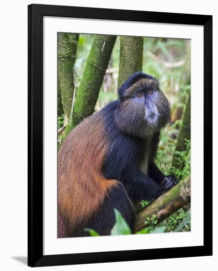 Golden Monkey, Cercopithecus Mitis Kandti, in the bamboo forest, Parc National des Volcans, Rwanda-Keren Su-Framed Photographic Print