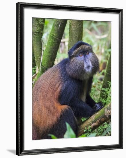 Golden Monkey, Cercopithecus Mitis Kandti, in the bamboo forest, Parc National des Volcans, Rwanda-Keren Su-Framed Photographic Print