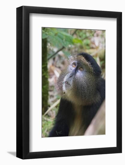 Golden Monkey in the bamboo forest, Parc National des Volcans, Rwanda-Keren Su-Framed Photographic Print