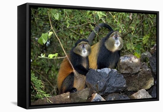 Golden Monkeys-Tony Camacho-Framed Premier Image Canvas