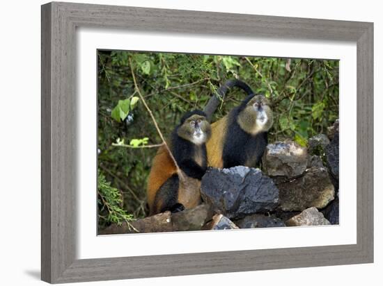 Golden Monkeys-Tony Camacho-Framed Photographic Print