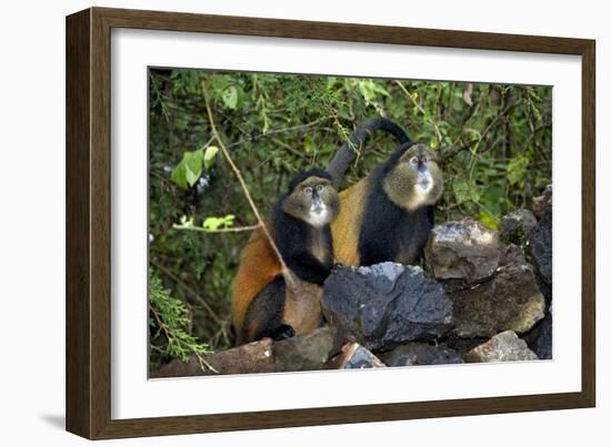 Golden Monkeys-Tony Camacho-Framed Photographic Print