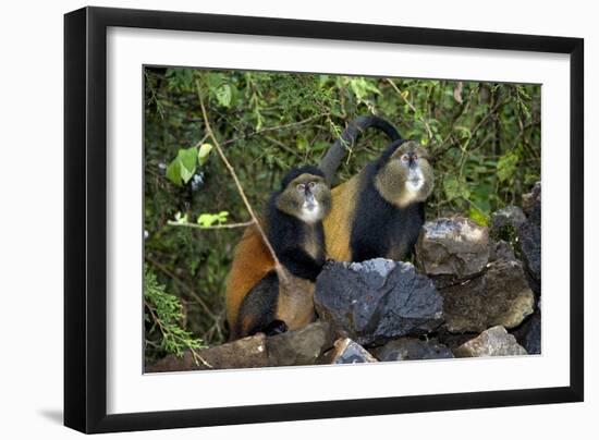 Golden Monkeys-Tony Camacho-Framed Photographic Print