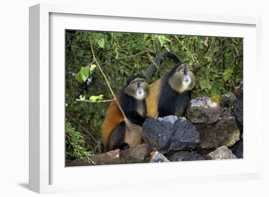 Golden Monkeys-Tony Camacho-Framed Photographic Print