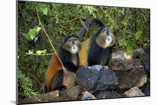 Golden Monkeys-Tony Camacho-Mounted Photographic Print