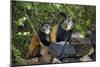 Golden Monkeys-Tony Camacho-Mounted Photographic Print