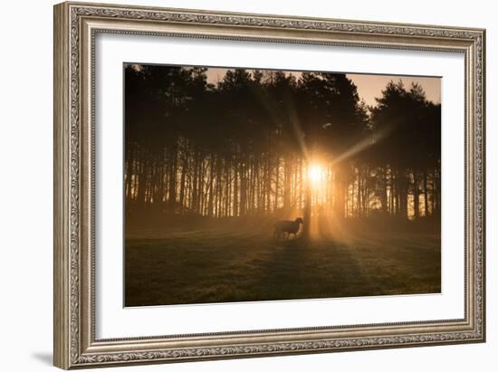 Golden Morning Light Through Trees in the Peak District, Derbyshire England Uk-Tracey Whitefoot-Framed Photographic Print