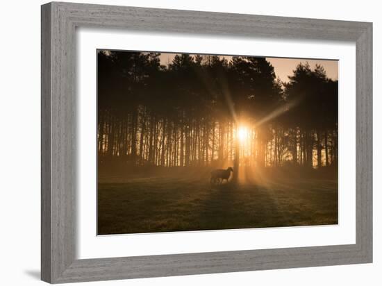 Golden Morning Light Through Trees in the Peak District, Derbyshire England Uk-Tracey Whitefoot-Framed Photographic Print