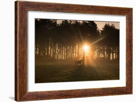 Golden Morning Light Through Trees in the Peak District, Derbyshire England Uk-Tracey Whitefoot-Framed Photographic Print