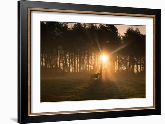 Golden Morning Light Through Trees in the Peak District, Derbyshire England Uk-Tracey Whitefoot-Framed Photographic Print