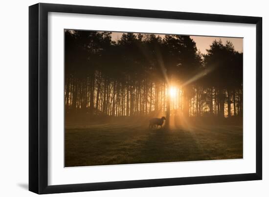 Golden Morning Light Through Trees in the Peak District, Derbyshire England Uk-Tracey Whitefoot-Framed Photographic Print