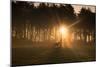 Golden Morning Light Through Trees in the Peak District, Derbyshire England Uk-Tracey Whitefoot-Mounted Photographic Print