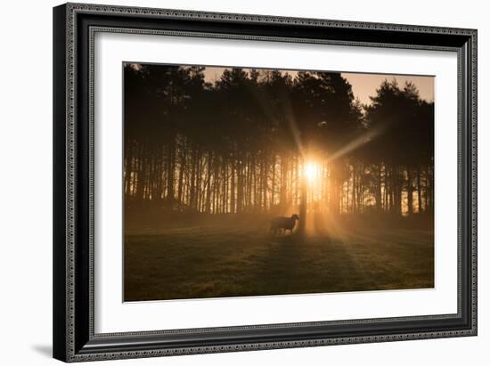 Golden Morning Light Through Trees in the Peak District, Derbyshire England Uk-Tracey Whitefoot-Framed Photographic Print