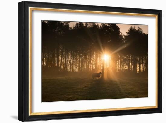 Golden Morning Light Through Trees in the Peak District, Derbyshire England Uk-Tracey Whitefoot-Framed Photographic Print