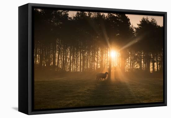 Golden Morning Light Through Trees in the Peak District, Derbyshire England Uk-Tracey Whitefoot-Framed Premier Image Canvas