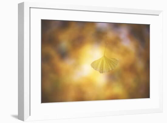 Golden Morning-Philippe Sainte-Laudy-Framed Photographic Print