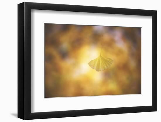 Golden Morning-Philippe Sainte-Laudy-Framed Photographic Print