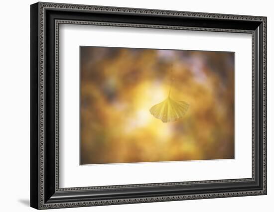 Golden Morning-Philippe Sainte-Laudy-Framed Photographic Print