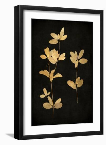 Golden Nature IV-Kate Bennett-Framed Art Print