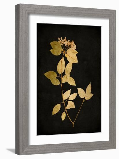 Golden Nature VI-Kate Bennett-Framed Art Print