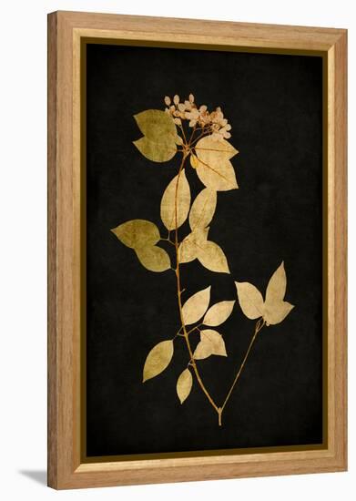 Golden Nature VI-Kate Bennett-Framed Stretched Canvas