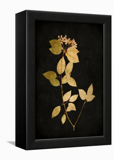 Golden Nature VI-Kate Bennett-Framed Stretched Canvas