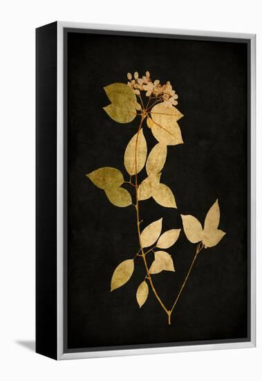 Golden Nature VI-Kate Bennett-Framed Stretched Canvas