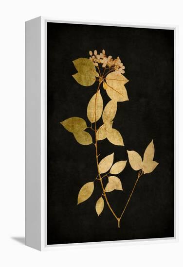 Golden Nature VI-Kate Bennett-Framed Stretched Canvas