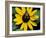 Golden Northern Bumble Bee on Black-Eyed Susan-Adam Jones-Framed Photographic Print