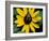 Golden Northern Bumble Bee on Black-Eyed Susan-Adam Jones-Framed Photographic Print