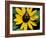 Golden Northern Bumble Bee on Black-Eyed Susan-Adam Jones-Framed Photographic Print