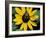 Golden Northern Bumble Bee on Black-Eyed Susan-Adam Jones-Framed Photographic Print