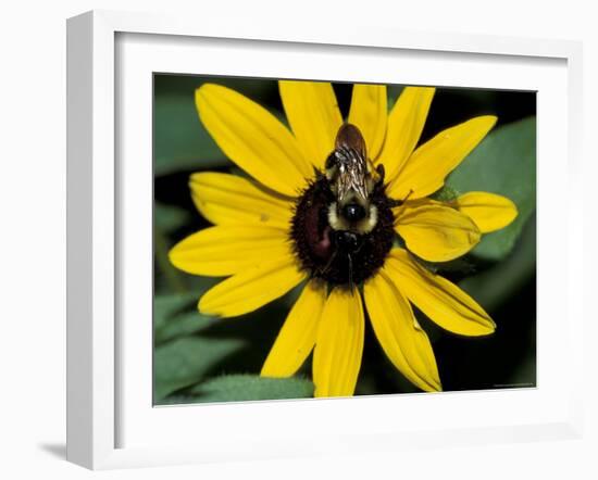 Golden Northern Bumble Bee on Black-Eyed Susan-Adam Jones-Framed Photographic Print