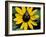 Golden Northern Bumble Bee on Black-Eyed Susan-Adam Jones-Framed Photographic Print