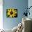 Golden Northern Bumble Bee on Black-Eyed Susan-Adam Jones-Photographic Print displayed on a wall