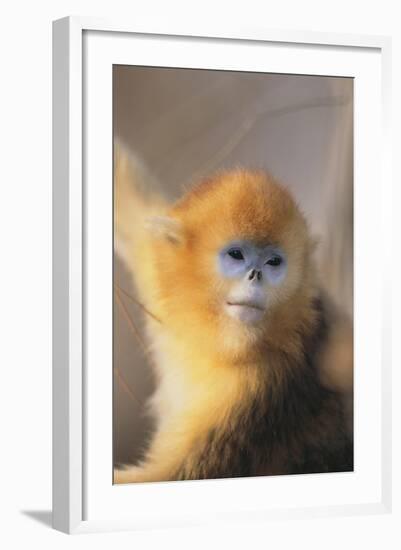 Golden, or Blue Monkey-DLILLC-Framed Photographic Print