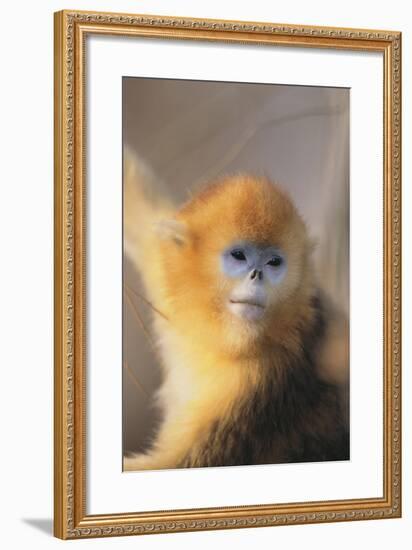 Golden, or Blue Monkey-DLILLC-Framed Photographic Print