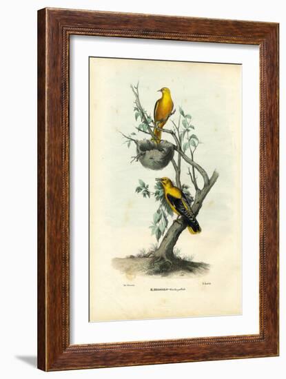 Golden Oriole, 1863-79-Raimundo Petraroja-Framed Giclee Print