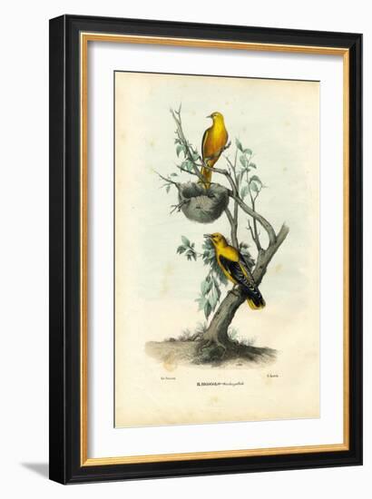 Golden Oriole, 1863-79-Raimundo Petraroja-Framed Giclee Print