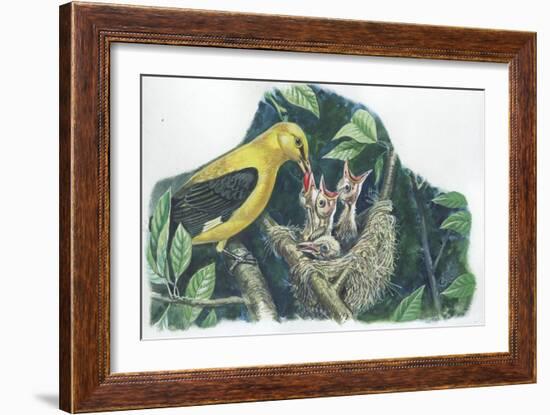 Golden Oriole Oriolus Oriolus Feeding Chicks in Nest-null-Framed Giclee Print