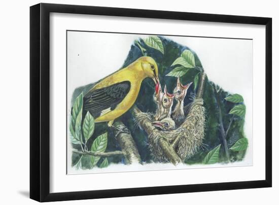 Golden Oriole Oriolus Oriolus Feeding Chicks in Nest-null-Framed Giclee Print