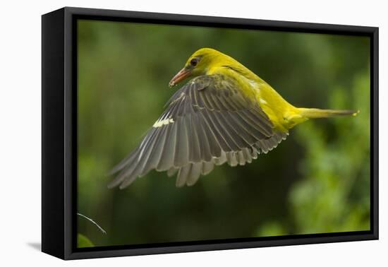 Golden Oriole (Oriolus Oriolus) Female in Flight to Nest, Bulgaria, May 2008-Nill-Framed Premier Image Canvas