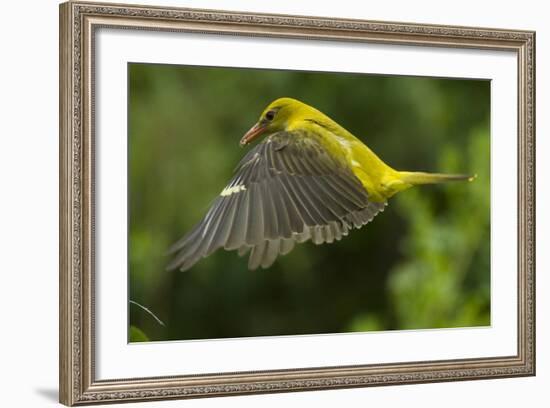 Golden Oriole (Oriolus Oriolus) Female in Flight to Nest, Bulgaria, May 2008-Nill-Framed Photographic Print