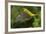 Golden Oriole (Oriolus Oriolus) Female in Flight to Nest, Bulgaria, May 2008-Nill-Framed Photographic Print