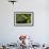 Golden Oriole (Oriolus Oriolus) Female in Flight to Nest, Bulgaria, May 2008-Nill-Framed Photographic Print displayed on a wall